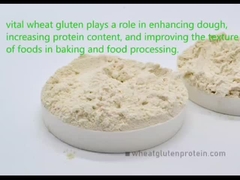 Gluten Gandum Penting Gluten gandum